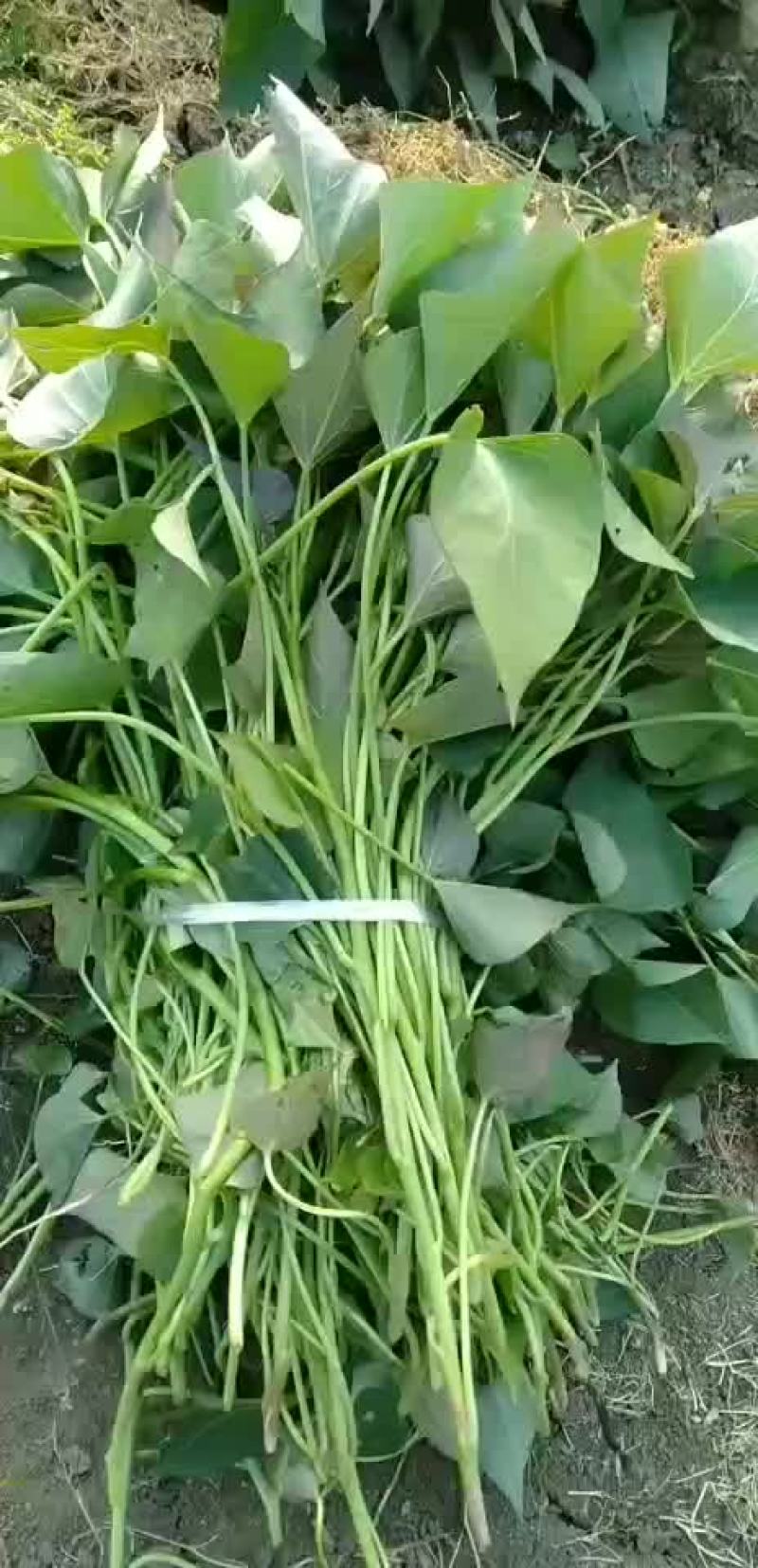 西瓜红地瓜苗