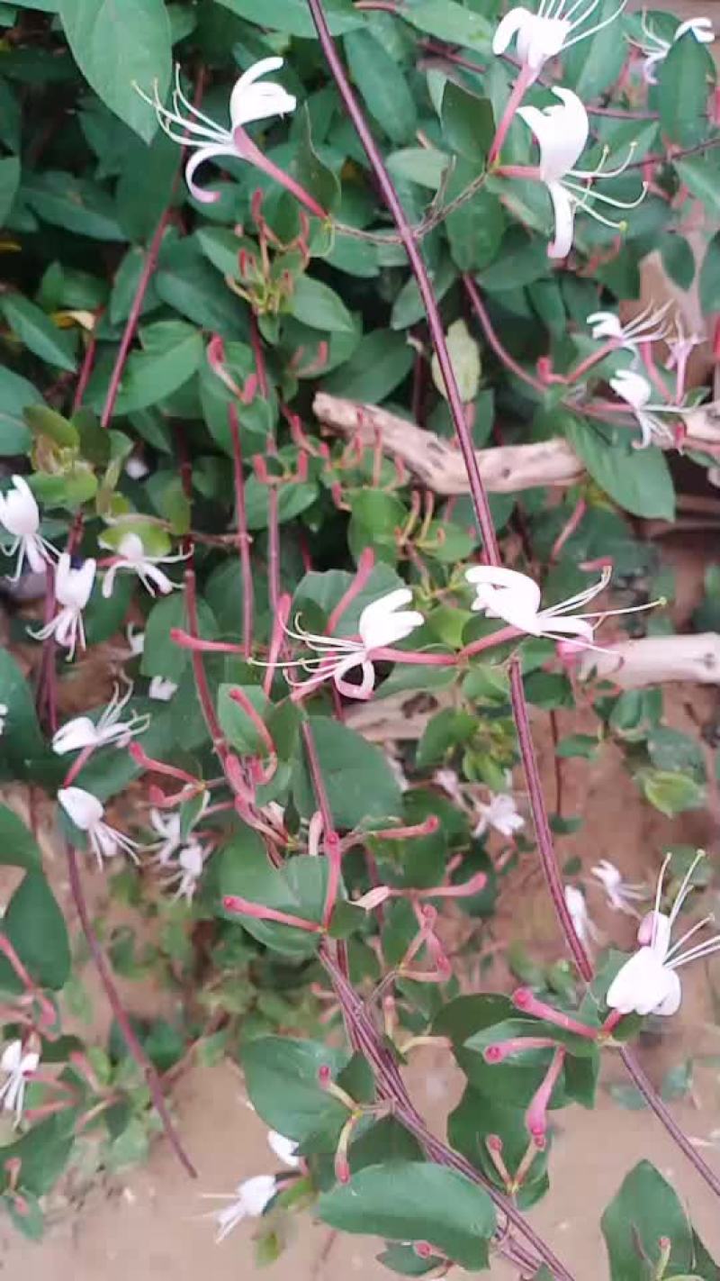 金银花盆景老桩，占地树大面积栽种苗子