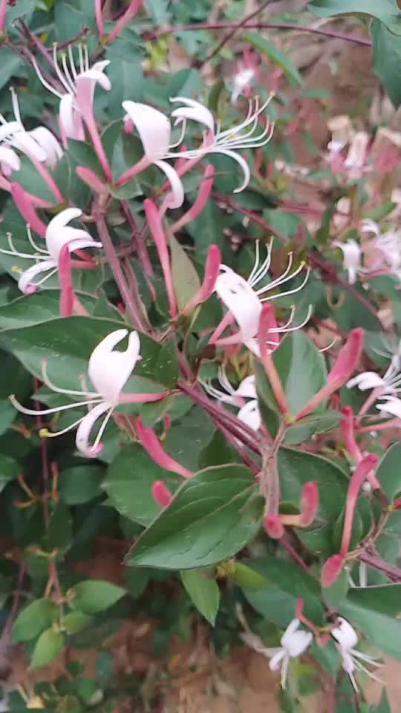 金银花盆景老桩，占地树大面积栽种苗子