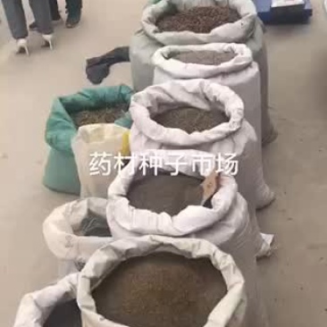 药材种子出苗率高货好
