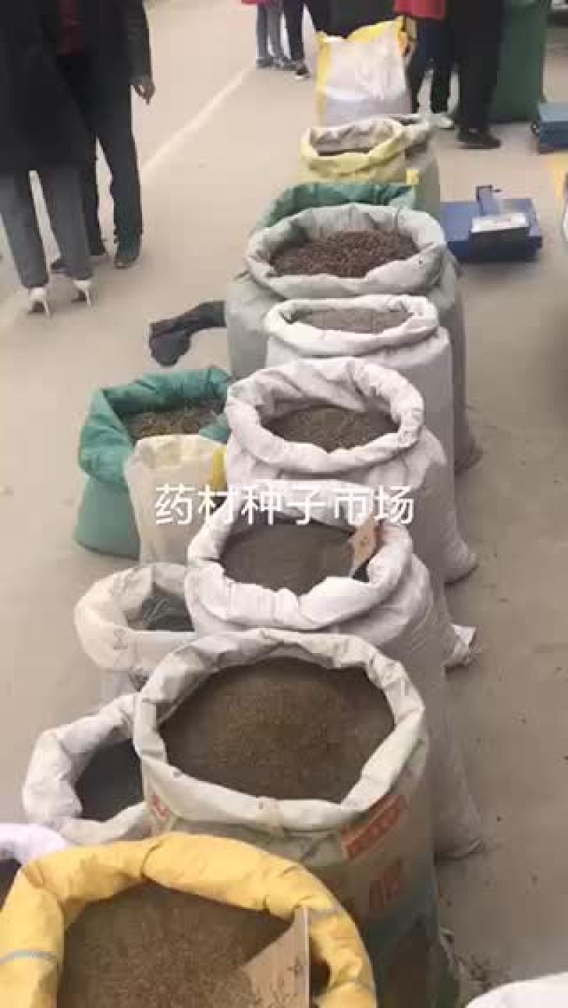 药材种子出苗率高货好