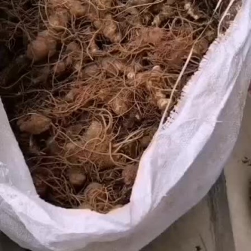 黄精，干货农户一手货