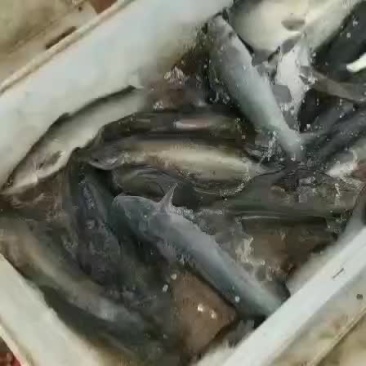 大量出售叉尾鮰