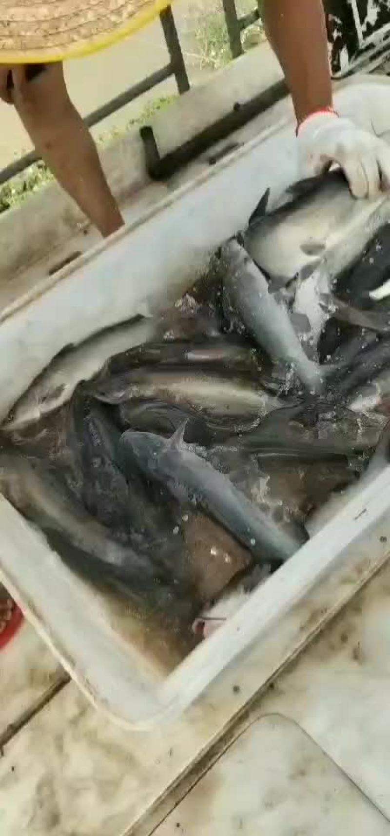 大量出售叉尾鮰