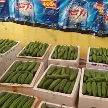苦瓜