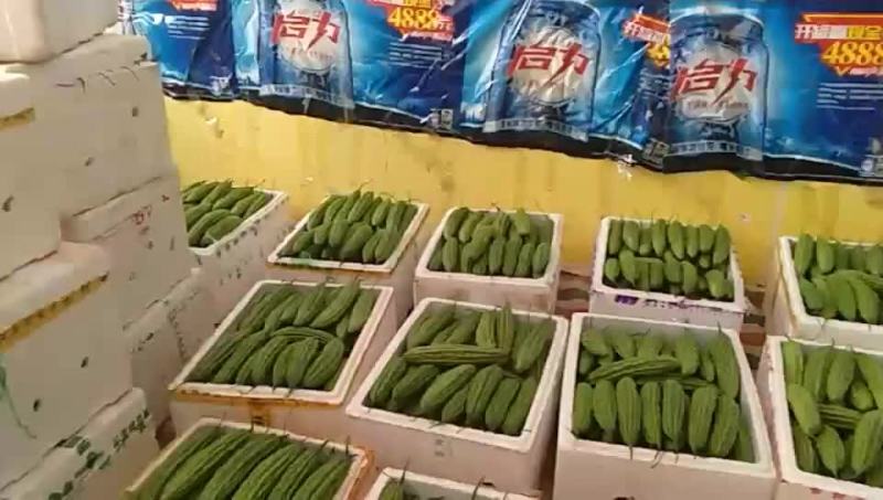 苦瓜