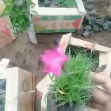 欧石竹开花草坪欧石竹开花草坪