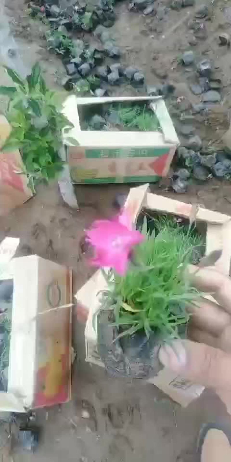 欧石竹开花草坪欧石竹开花草坪