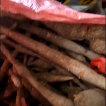 野生牛大力