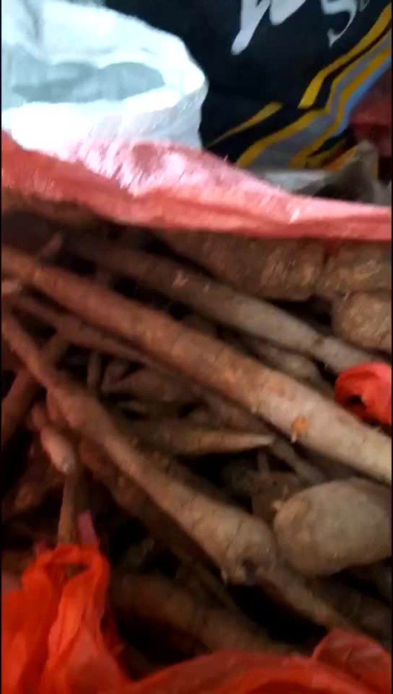 野生牛大力