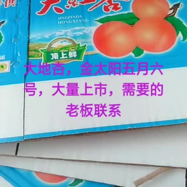 杏