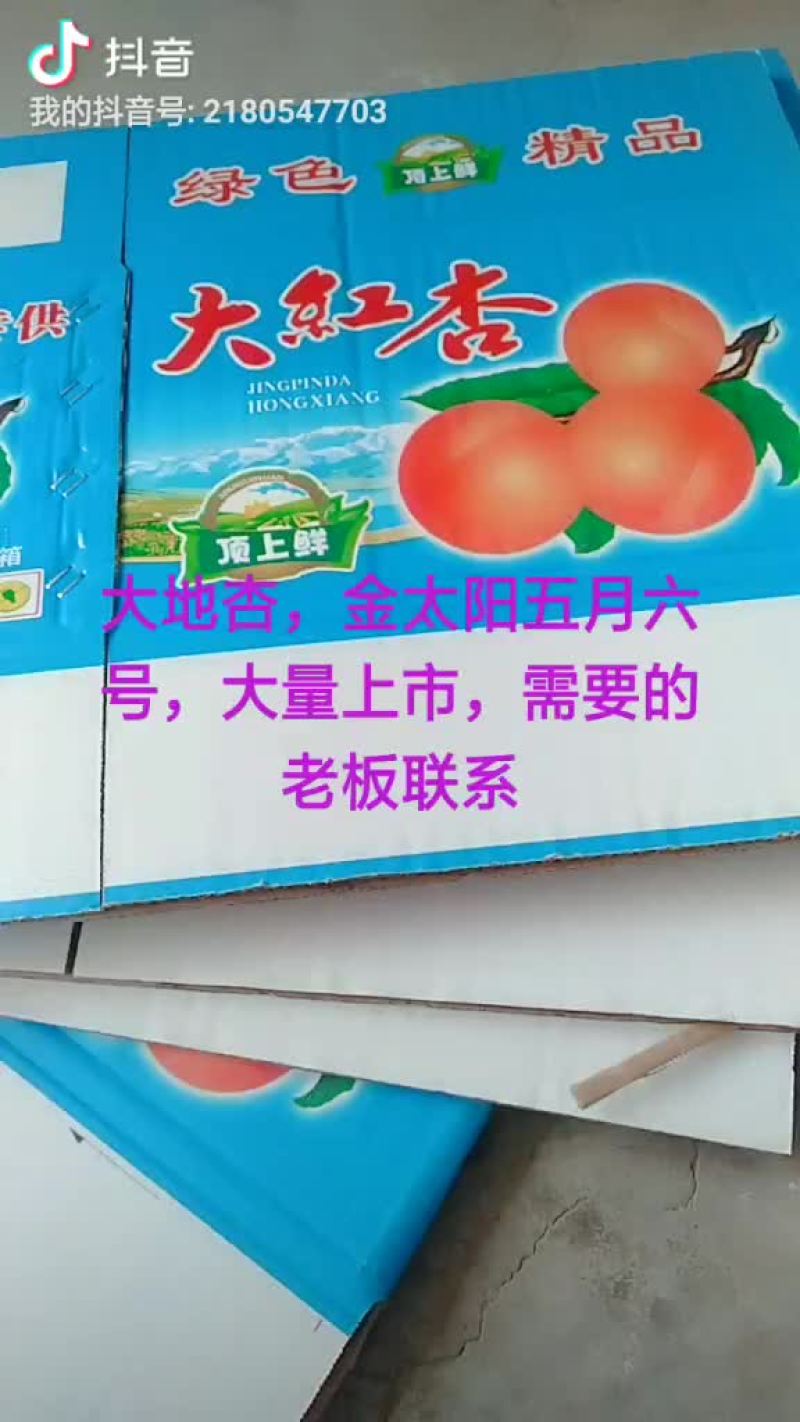 杏