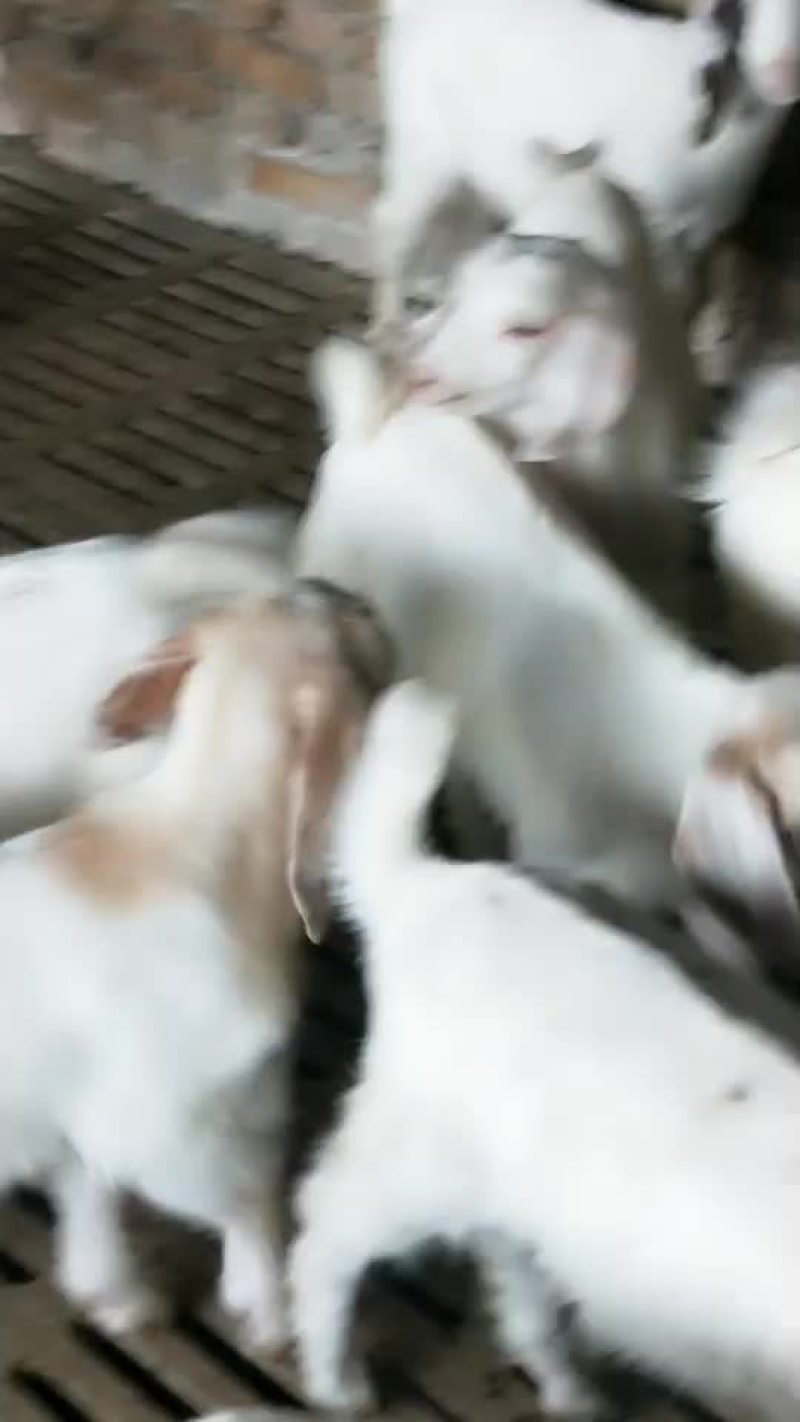 精品羊苗
