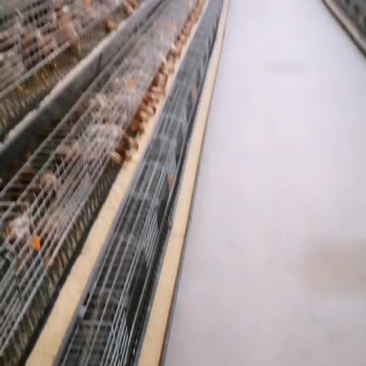脱温鸡