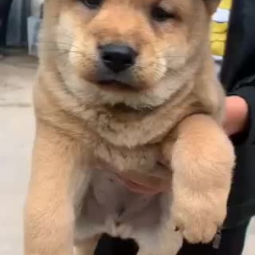 小柴犬