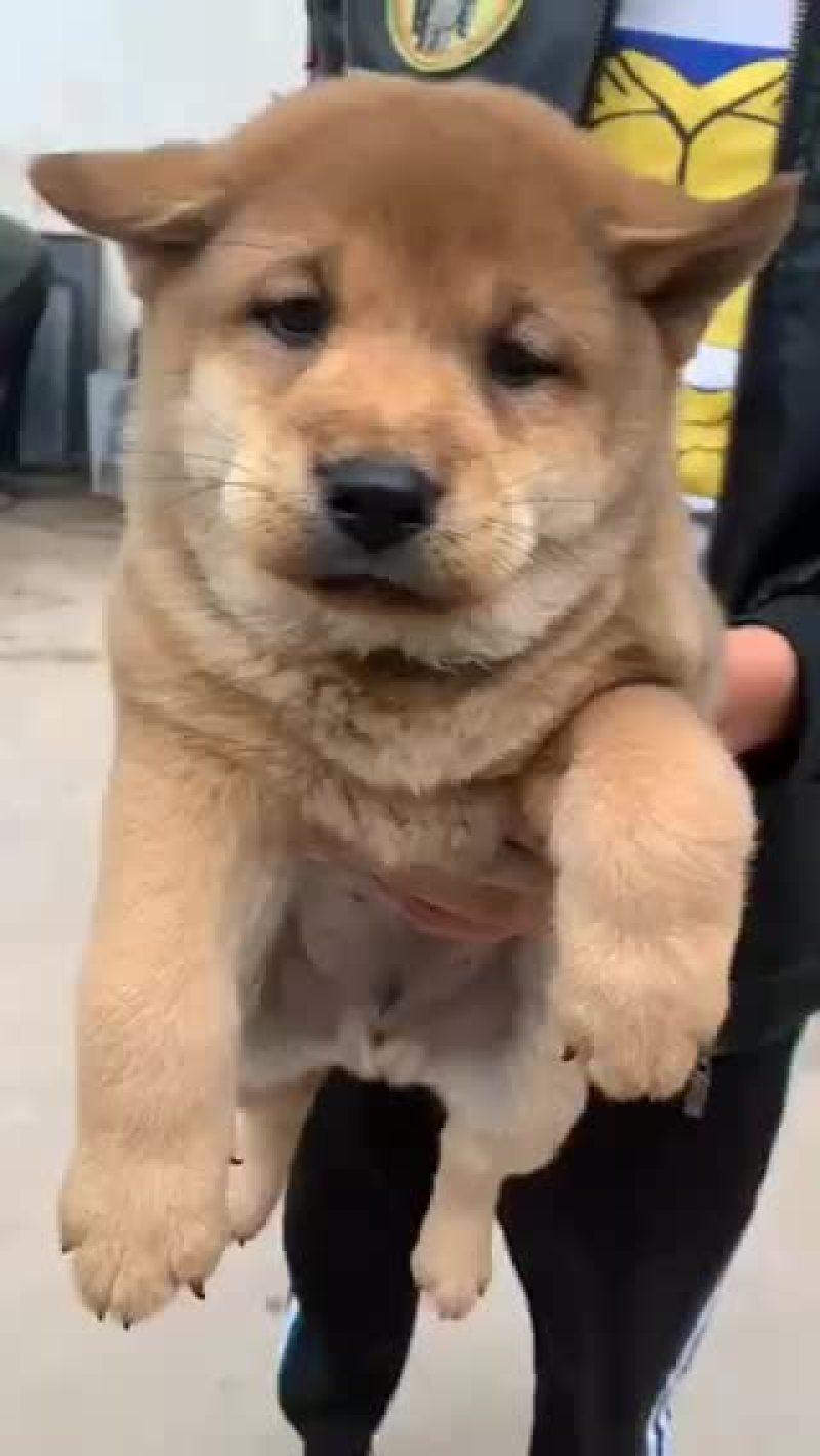 小柴犬