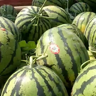 西瓜