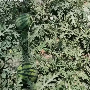 云南精品大鹏西瓜已经成熟。欢迎了采购