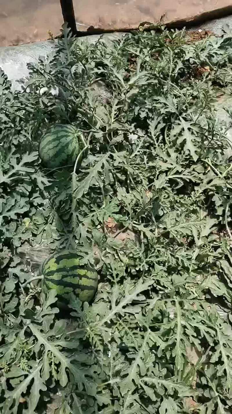 云南精品大鹏西瓜已经成熟。欢迎了采购