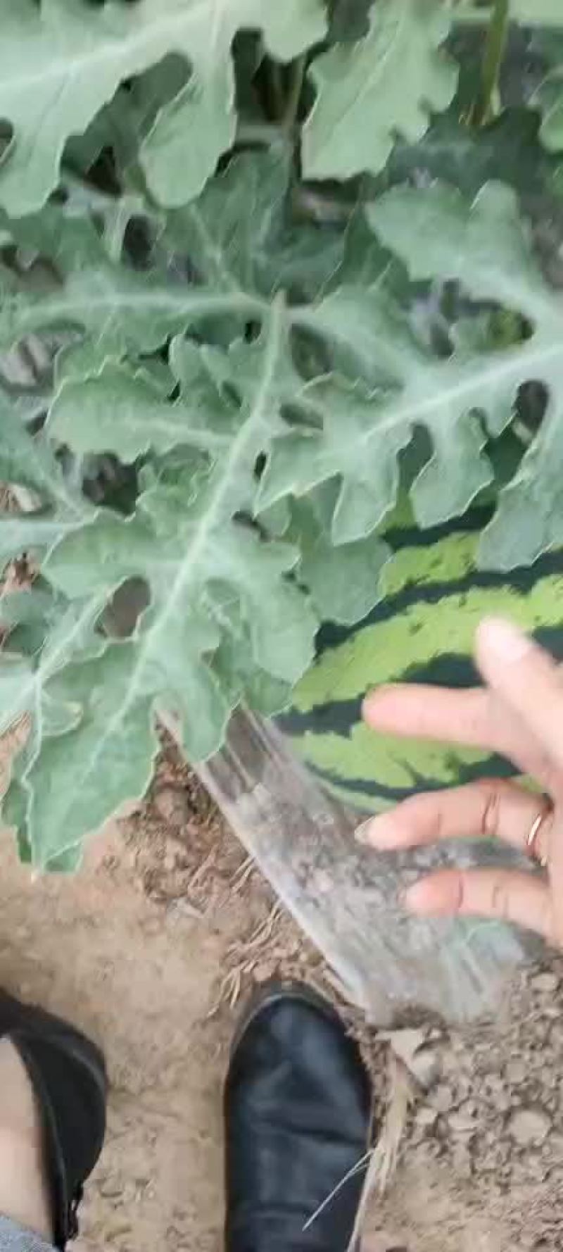 美都四K