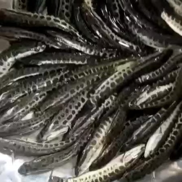 优质生鱼苗大量供应欢迎订购
