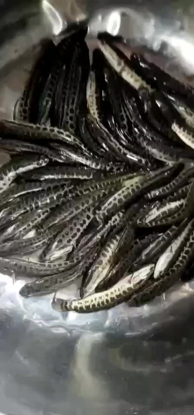 优质生鱼苗大量供应欢迎订购