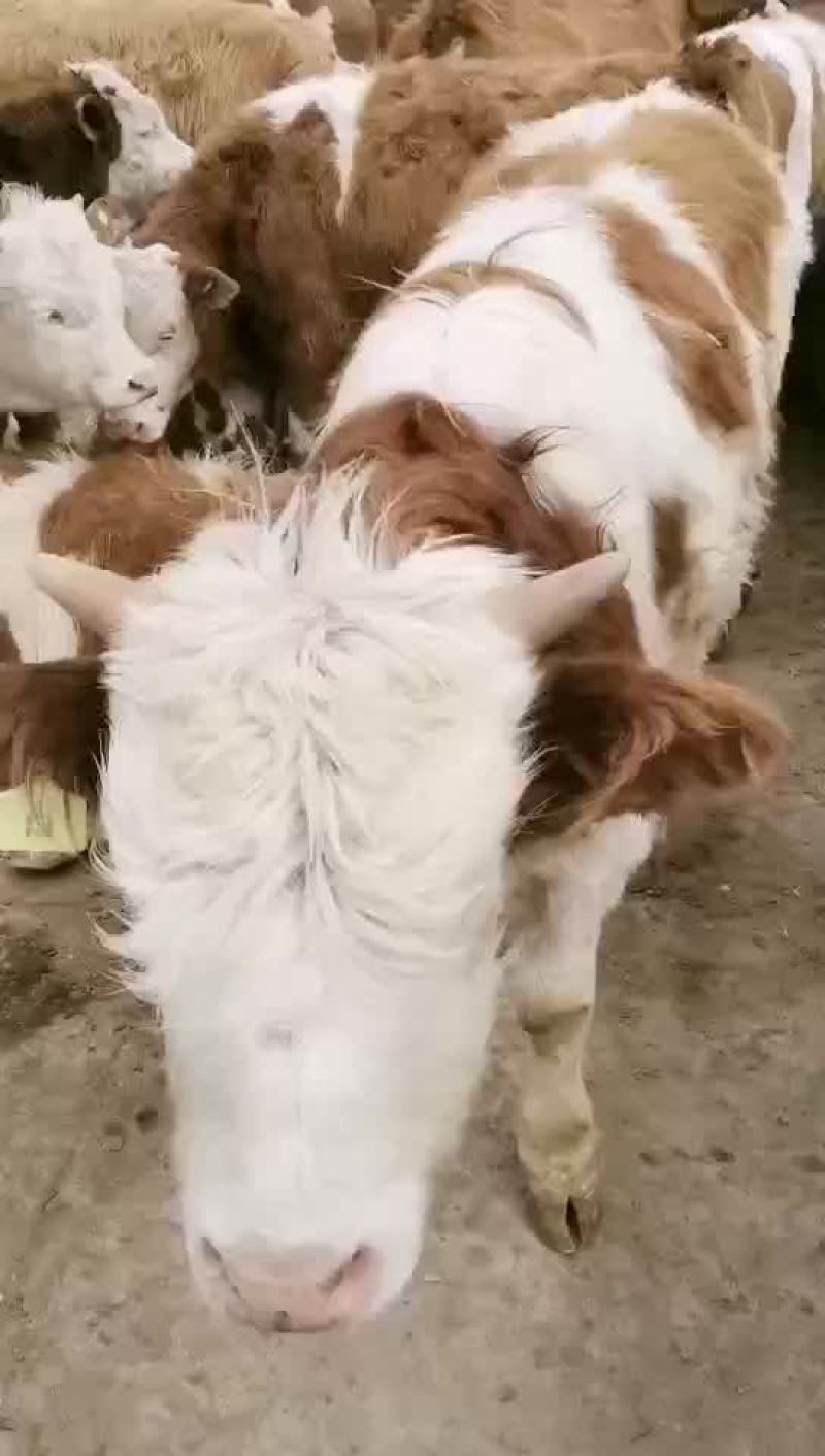 西门塔尔牛犊