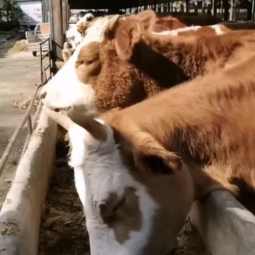 西门塔尔牛犊