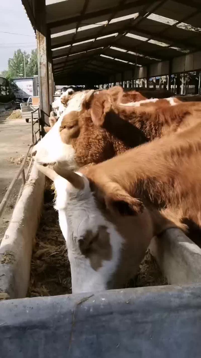 西门塔尔牛犊