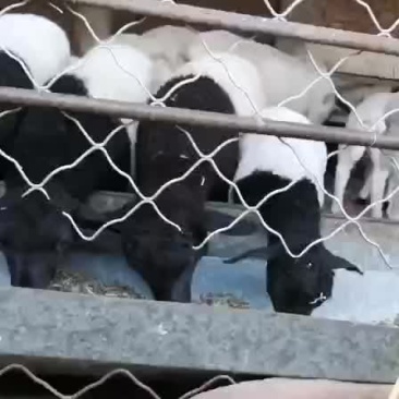 杜波繁殖羊热销中