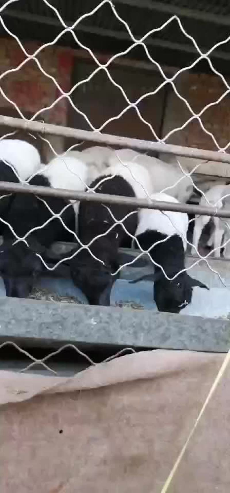 杜波繁殖羊热销中