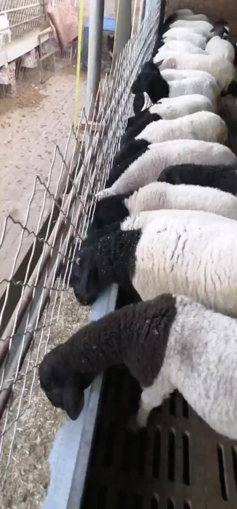 杜波繁殖羊热销中