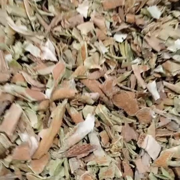 石韦材批/发石苇500克包邮石皮石韦金星草石兰