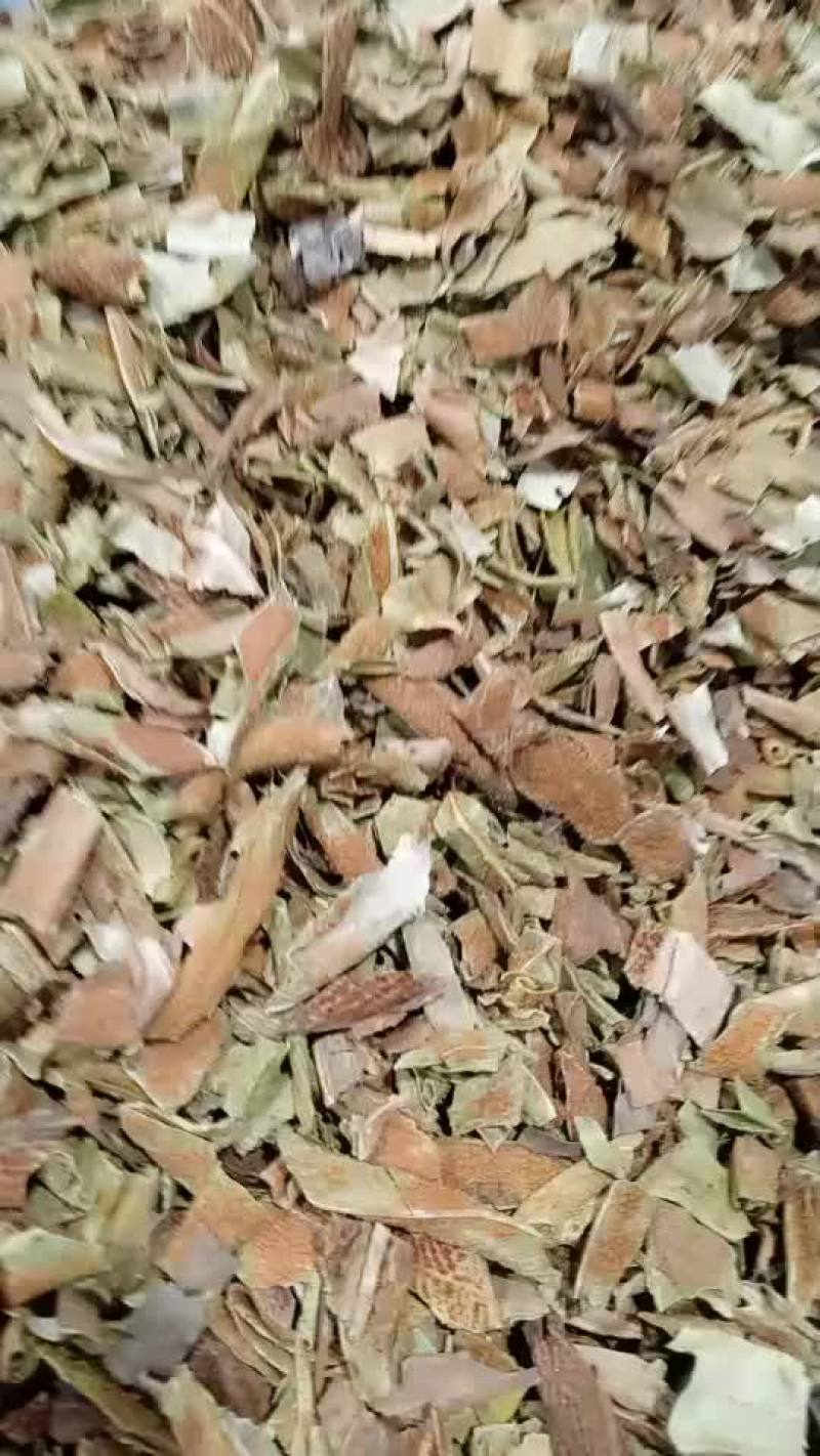 石韦材批/发石苇500克包邮石皮石韦金星草石兰