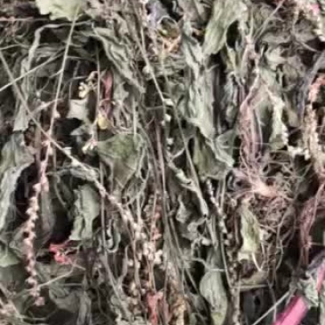 车前草新货