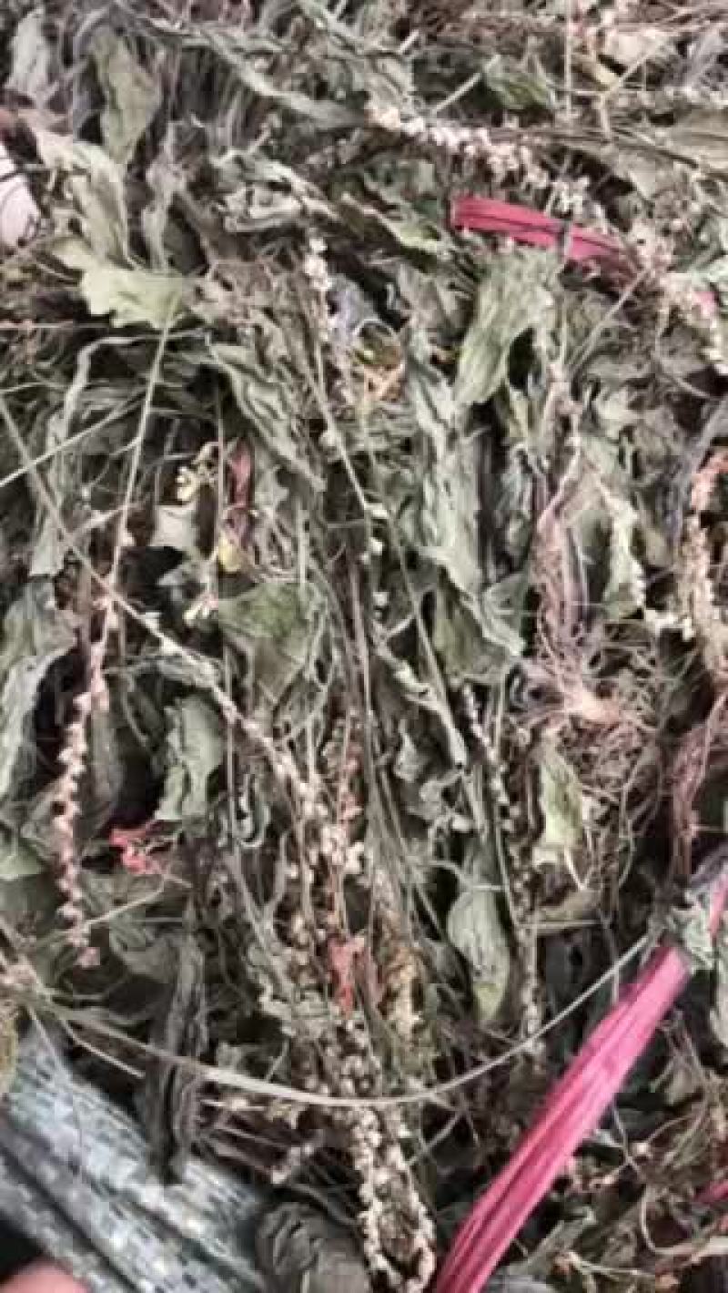 车前草新货