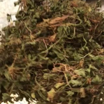 雷公根