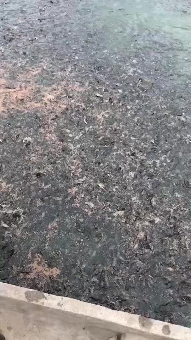 黄骨鱼