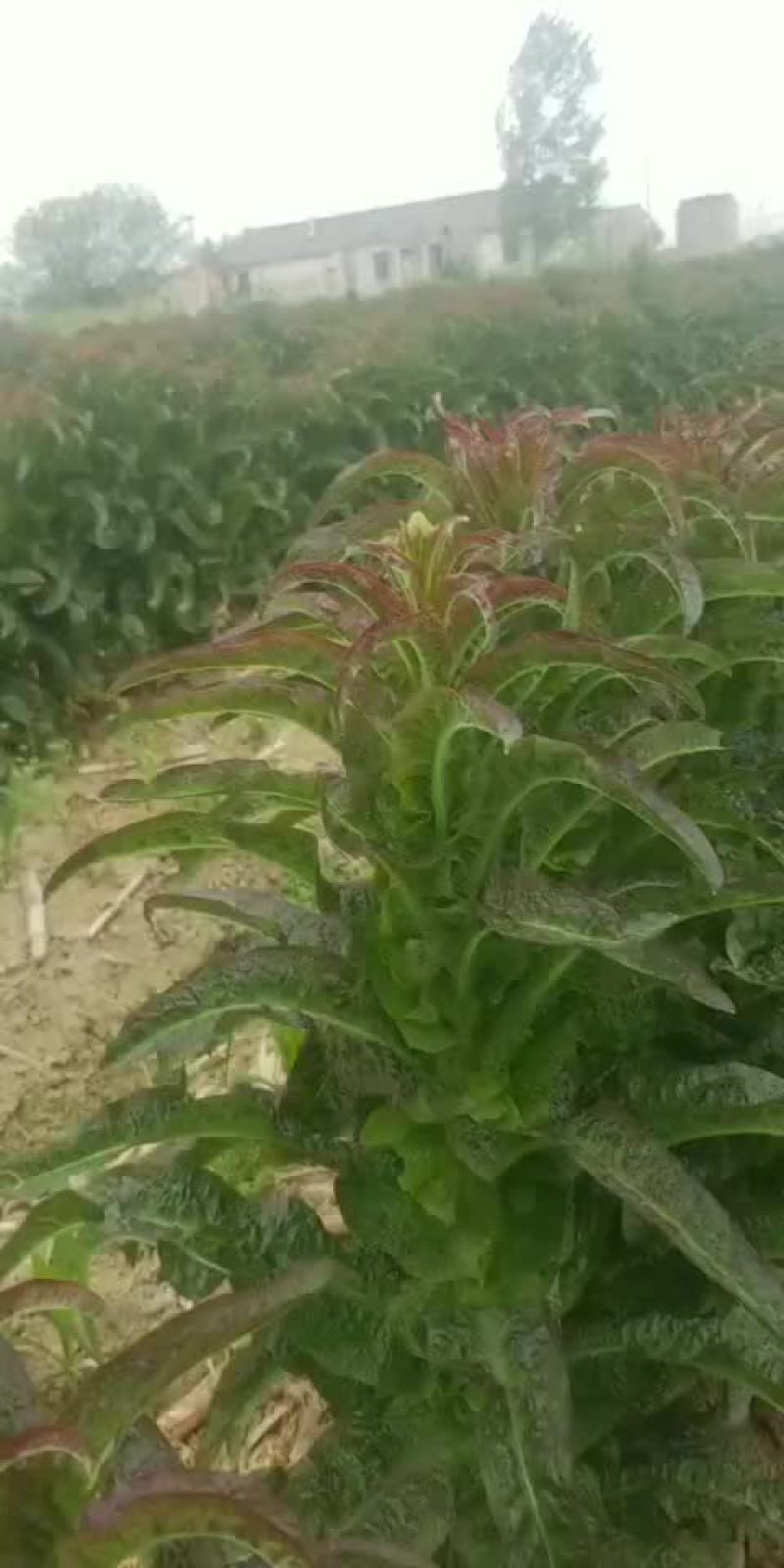 窝笋