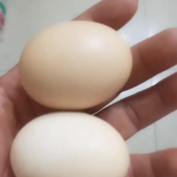 正宗吃粮食散养土鸡蛋