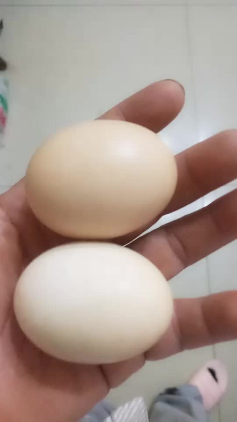 正宗吃粮食散养土鸡蛋