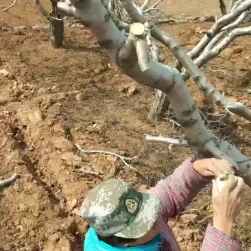 专业果园农技服务