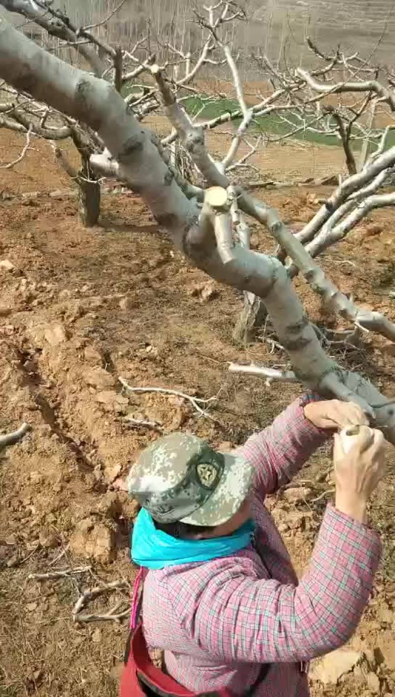 专业果园农技服务