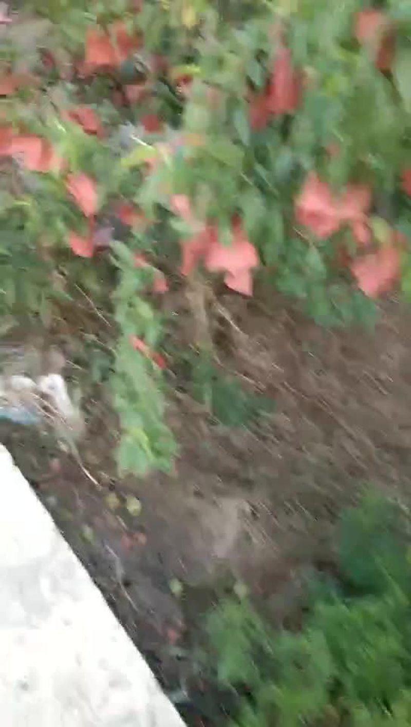专业果园农技服务