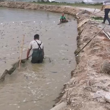 我有鸭嘴鱼，你有单不？？