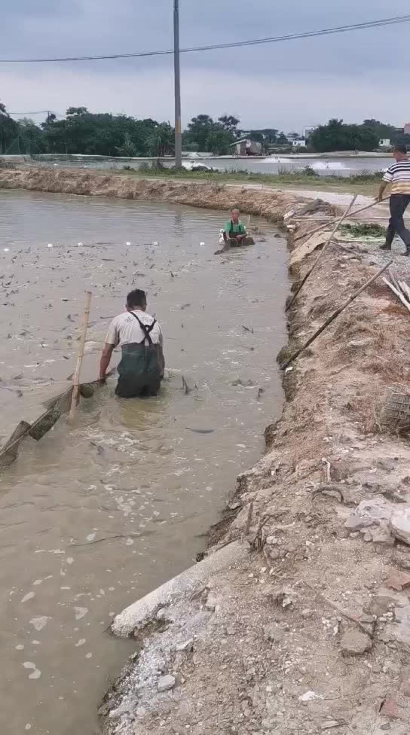 我有鸭嘴鱼，你有单不？？