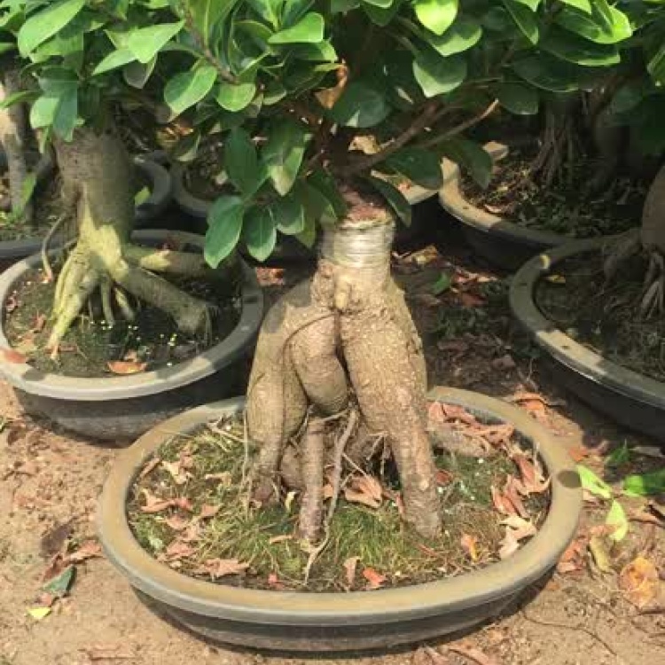 地瓜榕游龙s形榕树盆景