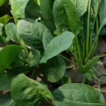 山东省绿色无公害的菠菜