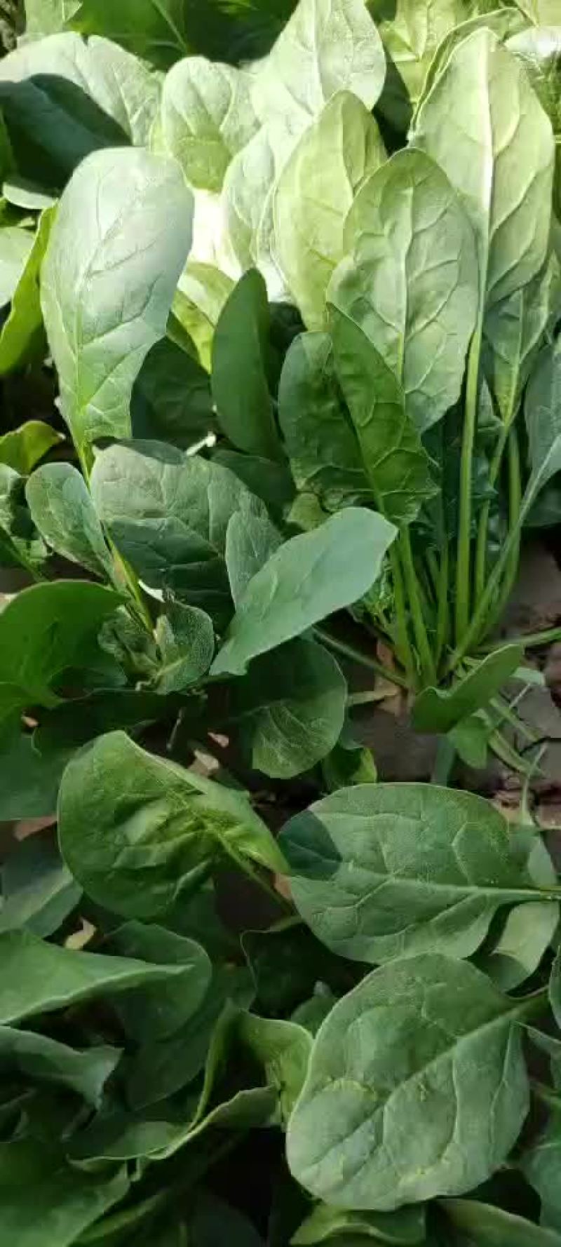 山东省绿色无公害的菠菜