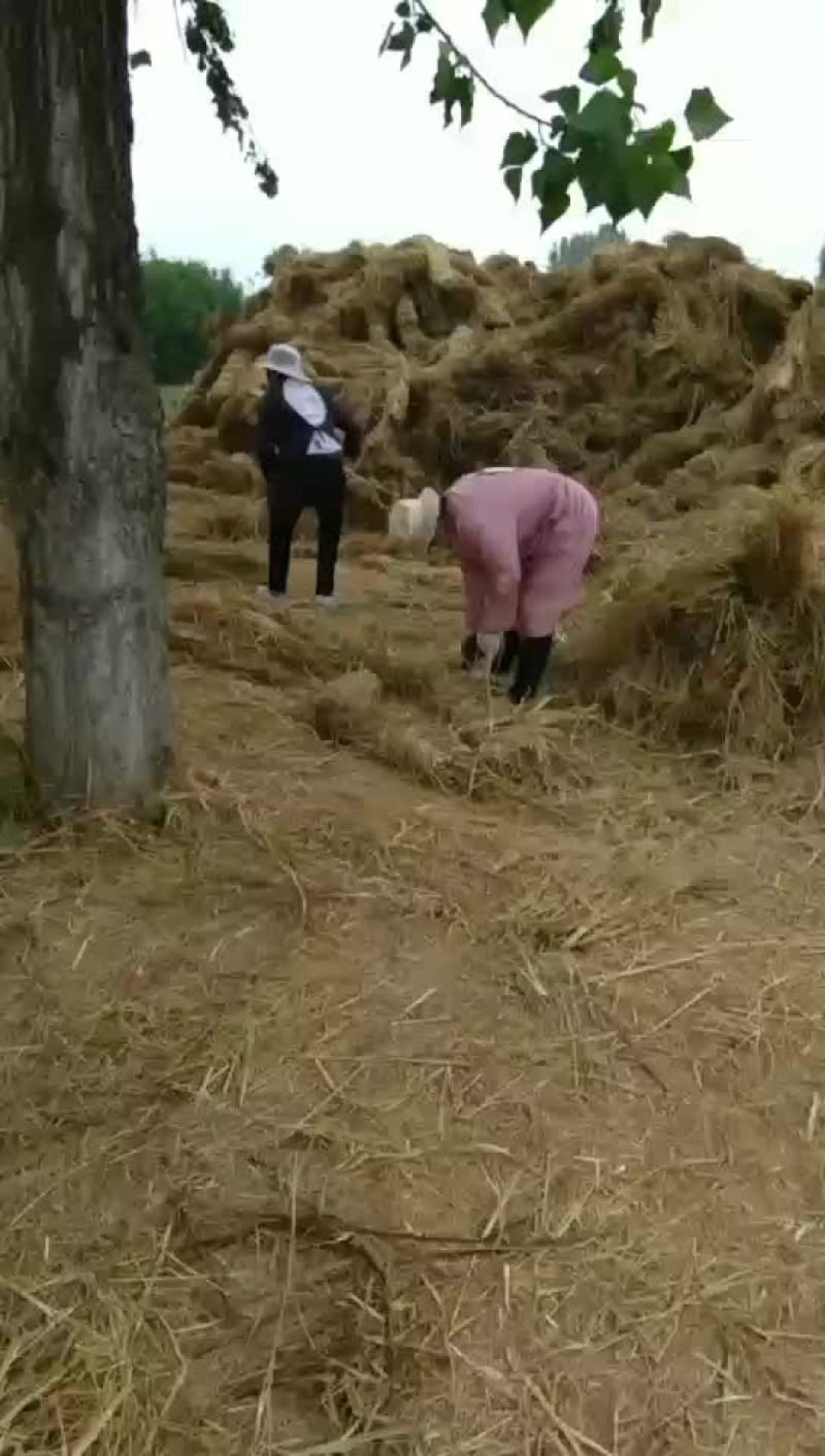 稻草